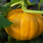 Cucurbita maxima - Potiron