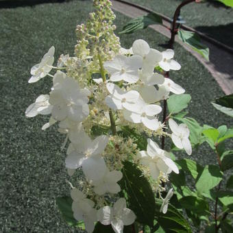 Hydrangea paniculata 'Tardiva'