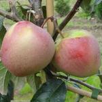 Malus domestica 'Gloster' - 