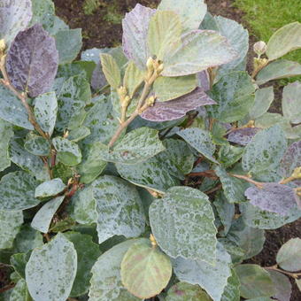 Fothergilla x intermedia 'Blue Shadow'