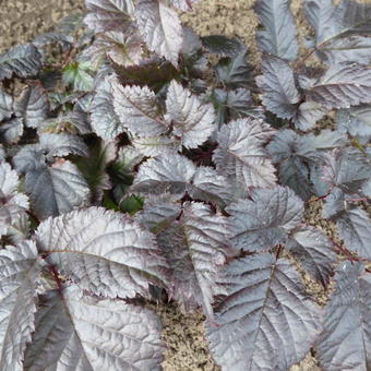 Astilbe 'Chocolate Shogun'