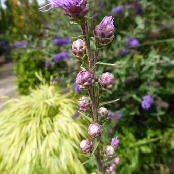 Liatris aspera