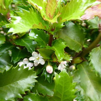 Ilex x meserveae 'Little Rascal'