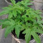 Filipendula purpurea - 