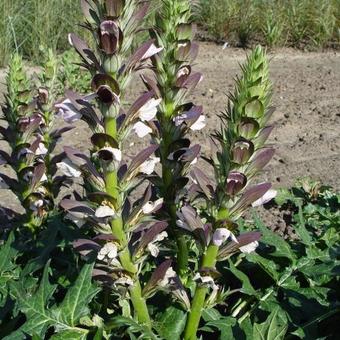 Acanthus 'Hollande du Nord'