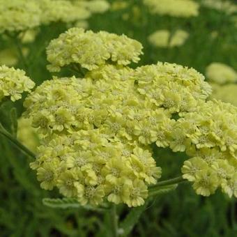 Achillea 'Taygetea'