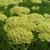 Achillea 'Taygetea'