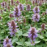 Agastache 'KUDOS Silver Blue' - 