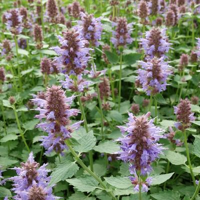 Agastache 'KUDOS Silver Blue' - 