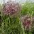 Allium christophii