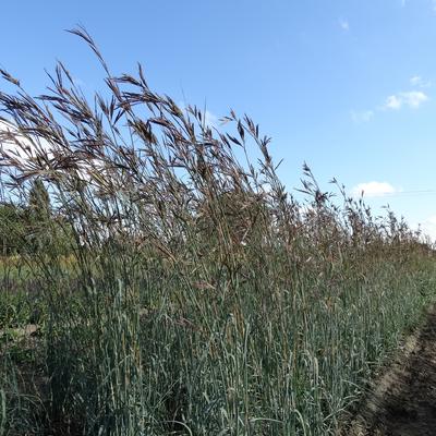 Andropogon hallii 'JS Purple Konza'