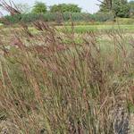 Andropogon gerardii 'Weinheim Burgundy' - Andropogon gerardii 'Weinheim Burgundy'