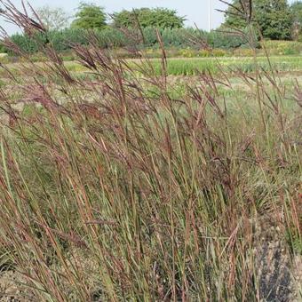 Andropogon gerardii 'Weinheim Burgundy'