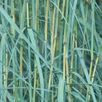 Andropogon hallii 'JS Yellow Konza' - 