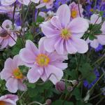 Anemone hybrida  'Märchenfee' - 