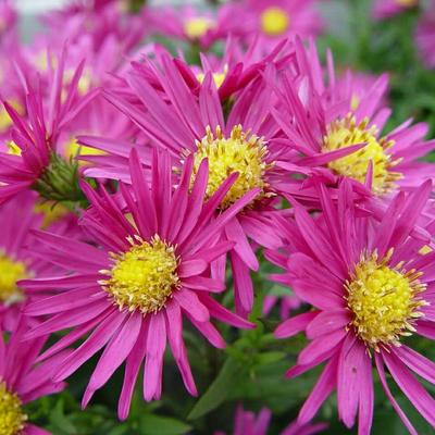 Aster dumosus ISLAND 'Bahamas' - Aster dumosus ISLAND 'Bahamas'