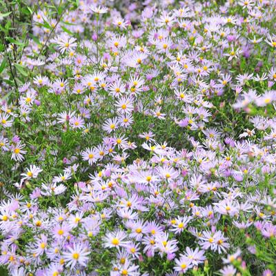 Aster turbinellus 'El Fin'