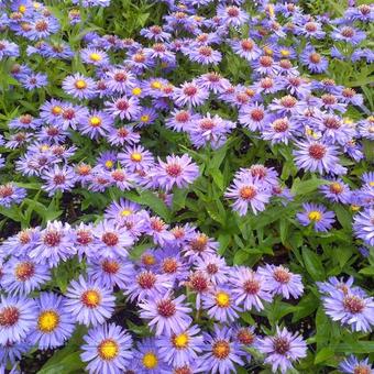 Aster novi-belgii 'Pyramide'