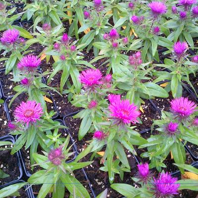 Aster novae-angliae 'Vibrant Dome'