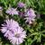 Aster dumosus 'Zwergenhimmel'