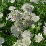 Astrantia major 'Berendien Stam' - 