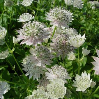 Astrantia major 'Berendien Stam'