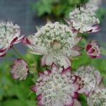 Astrantia major 'JS Jitse' - 