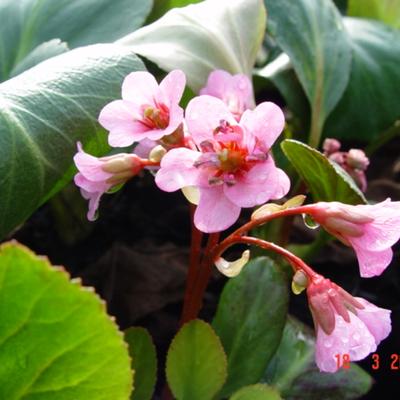 Bergenia 'Rosi Klose'