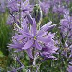 Camassia leichtlinii 'Caerulea' - 