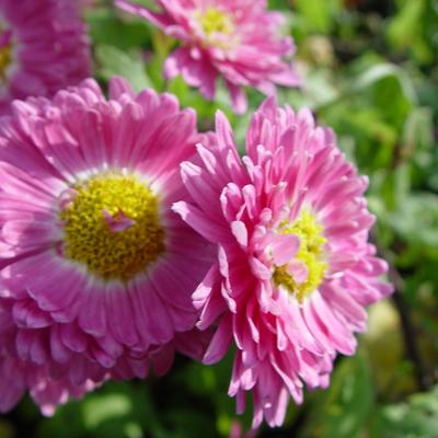 Chrysanthemum indicum 'Corinna' - Chrysanthemum indicum 'Corinna'