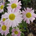 Chrysanthemum koreanum  'Hebe' - Chrysanthemum koreanum 'Hebe'