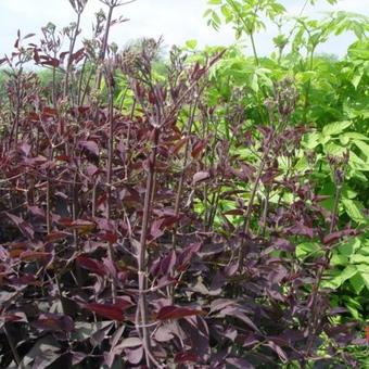 Clematis recta 'Straight Purple'