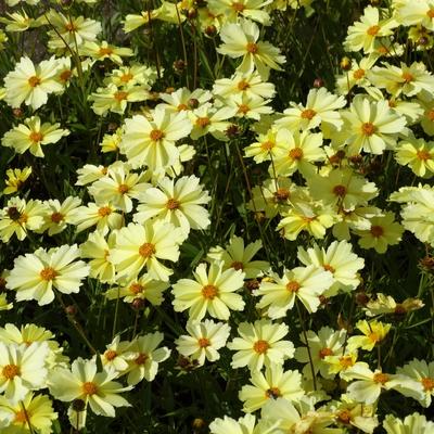 Coreopsis verticillata 'Full Moon' - Coreopsis verticillata 'Full Moon'