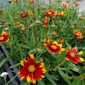 Coreopsis LI'L BANG 'Daybreak'