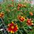 Coreopsis LI'L BANG 'Daybreak'