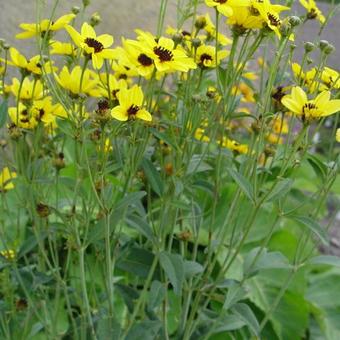 Coreopsis tripteris 'JS Mostenveld'