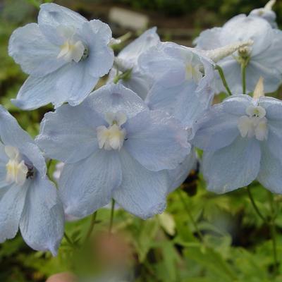 Delphinium belladonna 'Ballkleid'