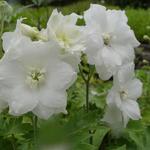 Delphinium 'Delphi Diamant' - 