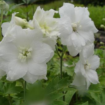 Delphinium 'Delphi Diamant'