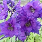 Delphinium 'Delphi's Secret'  - 