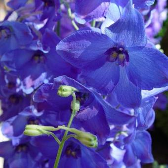 Delphinium 'Volkerfrieden'