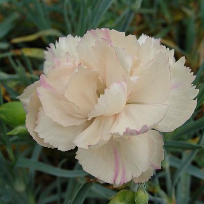 Dianthus plumarius 'Devon Cream' - Dianthus plumarius 'Devon Cream'