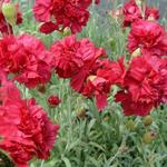 Dianthus plumarius 'Heidi' - 