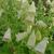 Digitalis grandiflora 'Carillon'