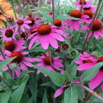 Echinacea purpurea 'Amazing Dream'