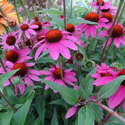 Echinacea purpurea 'Amazing Dream' - 