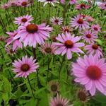 Echinacea purpurea 'JS Pink Prairie' - Echinacea purpurea 'JS Pink Prairie' - 