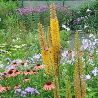 Eremurus x  isabellinus 'Cleopatra'