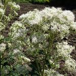 Eupatorium fistulosum 'Bartered Bride' - 