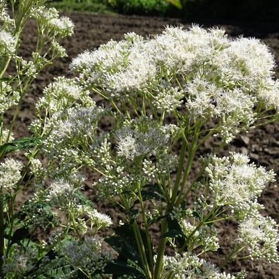 Eupatorium fistulosum 'Bartered Bride' - 